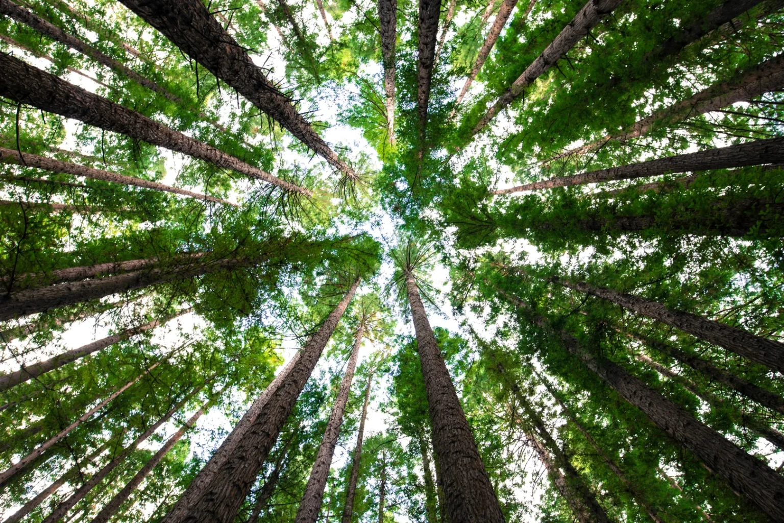 Wasser des Lichts - Energiearbeit für deine Bewusstseinsarbeit